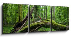 Obraz s hodinami   Deciduous stand of Bialowieza Forest, 150 x 50 cm