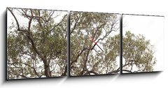 Obraz s hodinami 3D tdln - 150 x 50 cm F_BM149190909 - tree isolated on white background.