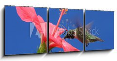 Obraz s hodinami 3D tdln - 150 x 50 cm F_BM15250716 - Ruby-throated Hummingbird