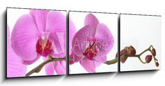 Obraz s hodinami 3D tdln - 150 x 50 cm F_BM15946659 - Orchid Phalaenopsis