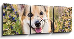 Obraz s hodinami 3D tdln - 150 x 50 cm F_BM164383181 - Happy and active purebred Welsh Corgi dog outdoors in the flowers on a sunny summer day.