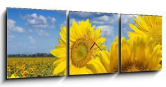 Obraz s hodinami   Some yellow sunflowers against a wide field and the blue sky, 150 x 50 cm