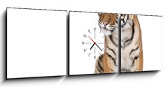 Obraz s hodinami   Portrait of Bengal Tiger, sitting in front of white background, 150 x 50 cm