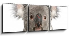 Obraz s hodinami   Portrait of male Koala bear, Phascolarctos cinereus years old, 150 x 50 cm