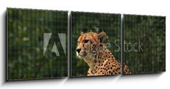 Obraz s hodinami 3D tdln - 150 x 50 cm F_BM170169632 - Cheetah/This is wild african cheetah in ZOO.