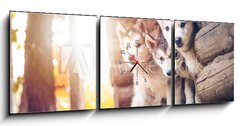 Obraz s hodinami 3D tdln - 150 x 50 cm F_BM173233057 - group of cute puppy alaskan malamute run on grass garden
