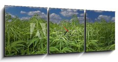 Obraz s hodinami 3D třídílný - 150 x 50 cm F_BM17615257 - Cannabis Hanf Feld