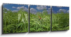 Obraz s hodinami   Cannabis Hanf Feld, 150 x 50 cm