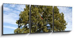 Obraz s hodinami 3D tdln - 150 x 50 cm F_BM17987334 - Large Oak Tree with Blue Sky - Velk dubov strom s modrou oblohou