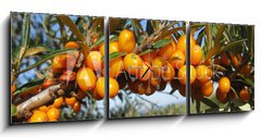 Obraz s hodinami 3D tdln - 150 x 50 cm F_BM18588117 - Reife Sanddornbeeren im Sonnenschein - Zral bobule rakytnku na slunci