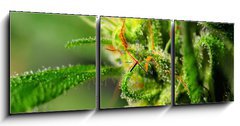 Obraz s hodinami 3D třídílný - 150 x 50 cm F_BM18646563 - Marijuana