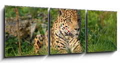 Obraz s hodinami   Leopard, 150 x 50 cm