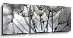 Obraz s hodinami   TARAXACUM. DIENTE DE LEN, SEMILLAS EN DISPERSIN, POLINIZACIN., 150 x 50 cm