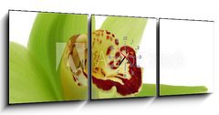 Obraz s hodinami   Green Cymbidium, 150 x 50 cm