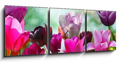 Obraz s hodinami 3D tdln - 150 x 50 cm F_BM20169360 - Beautiful spring flowers, tulips