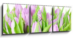 Obraz s hodinami 3D tdln - 150 x 50 cm F_BM20187394 - Violet tulips isolated on white background