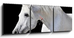 Obraz s hodinami 3D tdln - 150 x 50 cm F_BM20437114 - white horse isolated on black