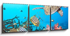 Obraz s hodinami   Butterflyfishes and turtle, 150 x 50 cm