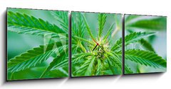 Obraz s hodinami   Cannabis, 150 x 50 cm