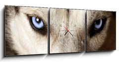 Obraz s hodinami   Close view of blue eyes of an Husky or Eskimo dog., 150 x 50 cm