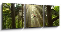 Obraz s hodinami   Sunlight trough cedars path at Cheverny Chateau park. France, 150 x 50 cm