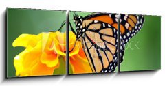 Obraz s hodinami 3D tdln - 150 x 50 cm F_BM2114104 - monarch butterfly - monarchov motl