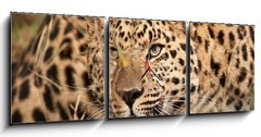 Obraz s hodinami 3D tdln - 150 x 50 cm F_BM21374937 - Leopard Hunting