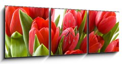 Obraz s hodinami   Tulips from Holland, 150 x 50 cm