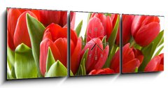 Obraz s hodinami 3D tdln - 150 x 50 cm F_BM21477013 - Tulips from Holland