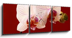 Obraz s hodinami 3D tdln - 150 x 50 cm F_BM21806179 - orchid on red background