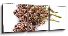 Obraz s hodinami   sorghum isolated on white background, 150 x 50 cm
