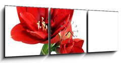 Obraz s hodinami   Amaryllis flower, 150 x 50 cm