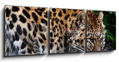 Obraz s hodinami   Amur Leopard eating meat, 150 x 50 cm