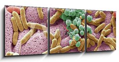 Obraz s hodinami   Bacteria found on dishcloth, SEM, 150 x 50 cm