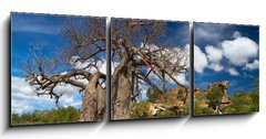 Obraz s hodinami 3D tdln - 150 x 50 cm F_BM22653403 - Baobab tree landscape