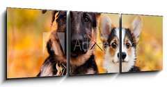 Obraz s hodinami 3D tdln - 150 x 50 cm F_BM230586450 - puppy german shepherd and welsh corgi in autumn leaves