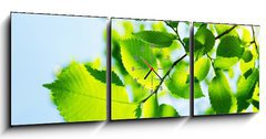 Obraz s hodinami 3D tdln - 150 x 50 cm F_BM23167480 - Green leaves with sun ray