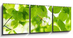 Obraz s hodinami   beech, 150 x 50 cm