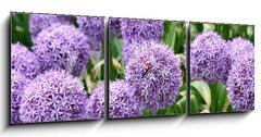 Obraz s hodinami 3D tdln - 150 x 50 cm F_BM23558133 - Giant Onion (Allium Giganteum) blooming in a garden