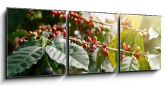 Obraz s hodinami 3D tdln - 150 x 50 cm F_BM235909488 - Fresh coffee beans on bunch trees.