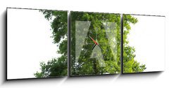 Obraz s hodinami   Tree isolated, 150 x 50 cm