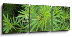 Obraz s hodinami 3D tdln - 150 x 50 cm F_BM23726779 - Cannabis