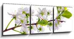 Obraz s hodinami 3D tdln - 150 x 50 cm F_BM24127573 - white cherry blossom close-up