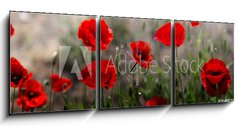 Obraz s hodinami 3D tdln - 150 x 50 cm F_BM254517671 - Red poppy on green weeds field. Poppy flowers.Close up poppy head. red poppy. Papaver rhoeas