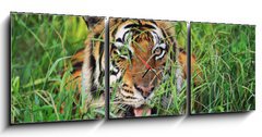 Obraz s hodinami 3D tdln - 150 x 50 cm F_BM25950312 - Bengal Tiger - Benglsk tygr