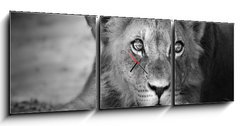 Obraz s hodinami   Young lion portrait, 150 x 50 cm