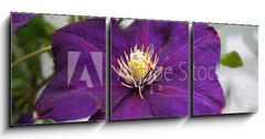 Obraz s hodinami 3D tdln - 150 x 50 cm F_BM2618623 - violet flower