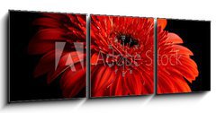 Obraz s hodinami   Red daisy gerbera on black background, 150 x 50 cm