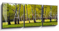 Obraz s hodinami 3D tdln - 150 x 50 cm F_BM267520361 - Birch grove on a sunny day.