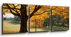 Obraz s hodinami 3D tdln - 150 x 50 cm F_BM27306189 - Golden Fall Foliage Autumn Yellow Maple Tree on golf course